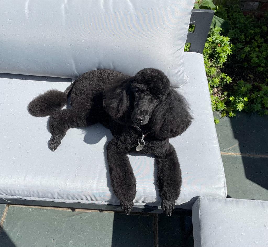 Our Poodle